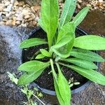 Centaurea graminifolia Habitus