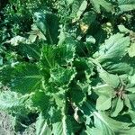 Brassica junceaDelienn