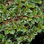 Cotoneaster microphyllus পাতা