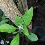 Gymnanthemum amygdalinum Leaf