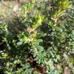 Hibbertia empetrifolia Folla