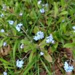 Myosotis arvensis花