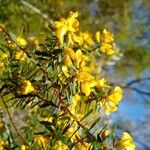 Pultenaea retusa Кветка