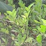 Citrus × aurantiifolia Blatt