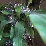 Dracaena fragrans Leaf