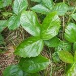 Rubus hispidus Leaf