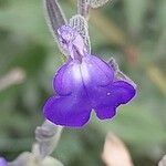 Salvia chamaedryoides Цвят