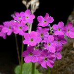 Primula rotundifolia