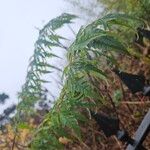 Rhus glabra Hábito