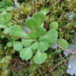 Saxifraga cuneifolia Лист