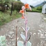 Kalanchoe fedtschenkoi फूल