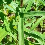 Digitalis ferruginea Blatt