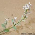 Dithyrea californica Hábito