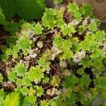 Saxifraga praetermissa Leaf