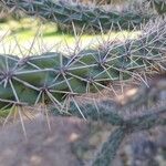 Cylindropuntia imbricata Blatt