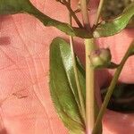 Veronica catenata Leaf