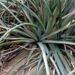 Dyckia remotiflora Habit