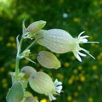 Silene vulgaris Цветок