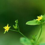 Hypericum mutilum Habit