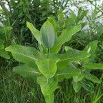 Asclepias latifolia ᱥᱟᱠᱟᱢ