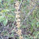 Sideritis montana Likasa