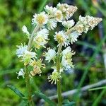 Sesamoides purpurascens Fiore