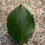 Celtis africana Leaf