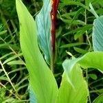 Cautleya spicata Folha