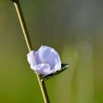 Hibiscus denudatus 花