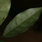 Oxandra asbeckii Hoja