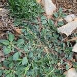 Tripodion tetraphyllum Hoja