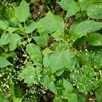 Circaea canadensis Yaprak