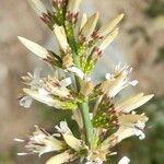 Proustia cuneifolia Flor