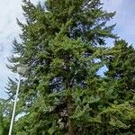 Pseudotsuga menziesii Alkat (teljes növény)