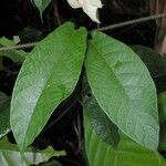 Mandevilla hirsuta List