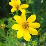 Bidens aristosa Flower