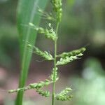 Setaria barbata Habitat