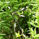 Arrhenatherum elatius Floro