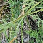 Tanacetum cinerariifolium Hoja