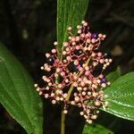 Miconia ligulata Λουλούδι