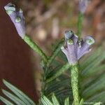 Acmopyle pancheri Flower