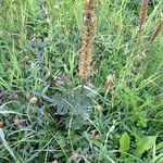 Pedicularis bracteosa 整株植物