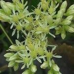 Sedum sediforme Flower