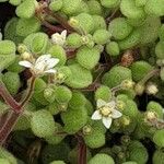 Crassula expansa Fleur