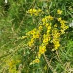 Verbascum chaixiiFiore