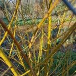 Salix viminalis Žievė