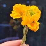 Fourraea alpina Blomst