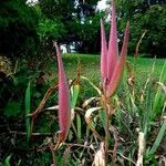 Asclepias curassavica Hábito