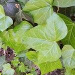 Hedera hibernica Листок