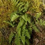 Woodsia ilvensis موطن